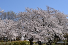 世良田 東照宮