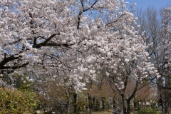 世良田 東照宮