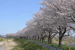 石田川土手沿いの桜