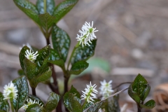 山野草 一人静